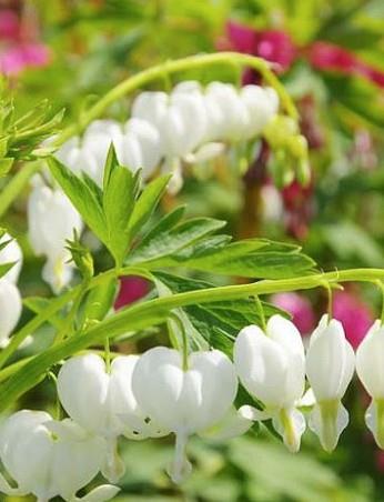 Srčki Dicentra spectabilis 'Alba'