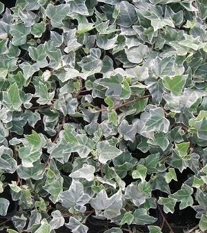 Bršljan Hedera helix 'Glacier'