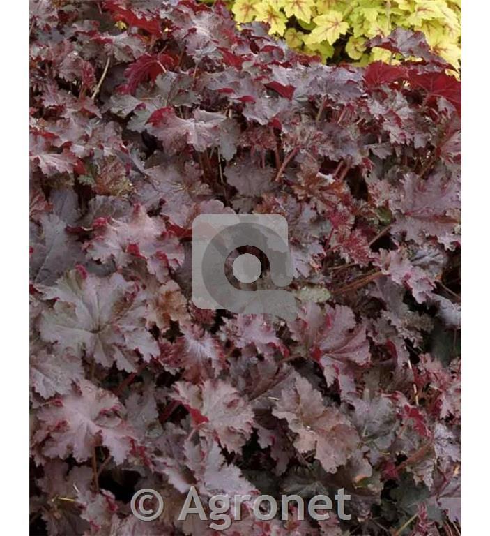 Hojhera-ognjeni dež Heuchera 'Chocolate Ruffles