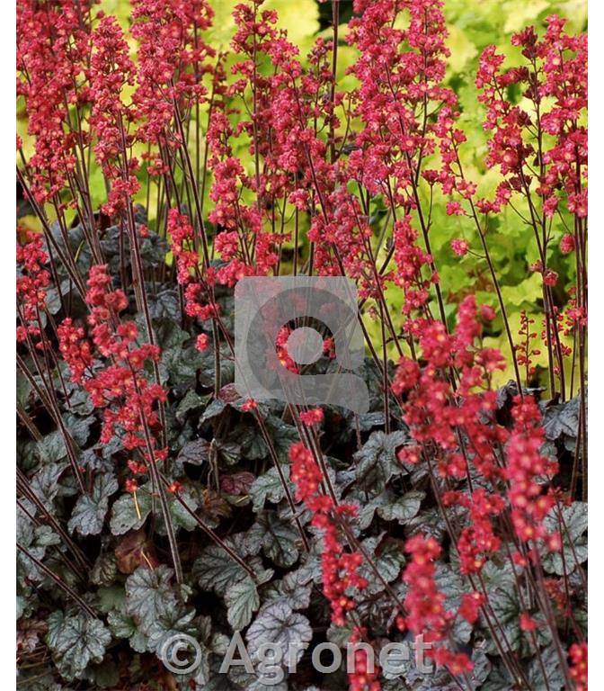 Hojhera-ognjeni dež Heuchera 'Hollywood'