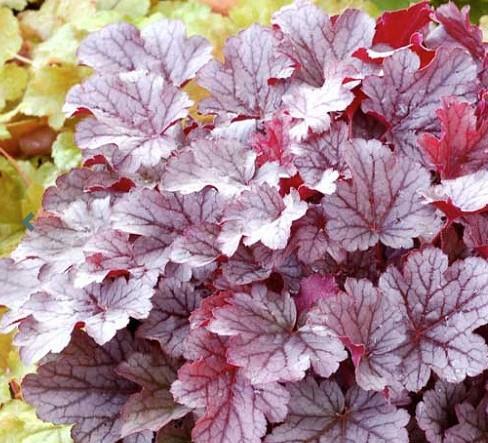 Hojhera-ognjeni dež Heuchera 'Milan'