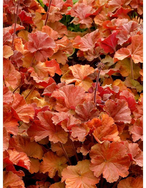 Hojhera-ognjeni dež Heuchera 'Northern Exposure Amber'