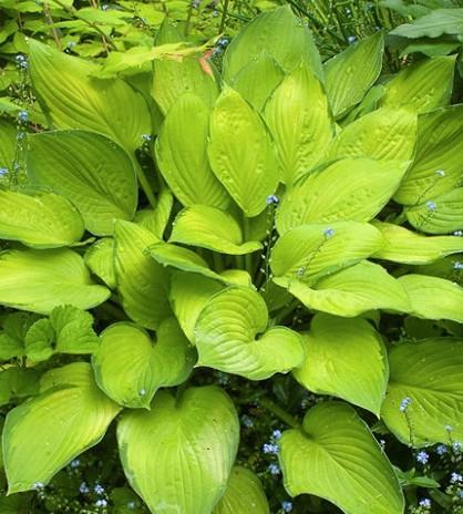 Hosta 'Gold Standard'