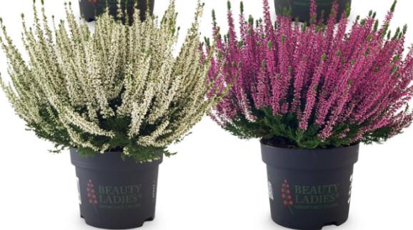 Calluna Beauty Ladies 9,5 bela ali rdeča