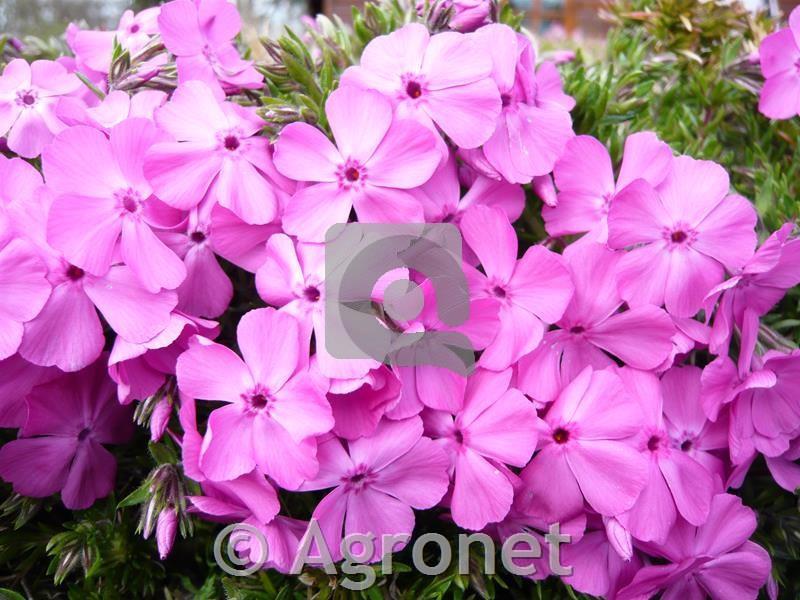 Plamenka Phlox subulata 'MacDaniel's Cushion'
