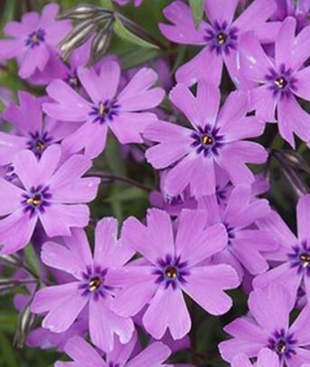 Plamenka Phlox subulata 'Purple Beauty'