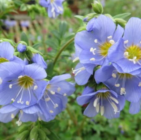 Jesenovka Polemonium reptans 'Blue Pearl'