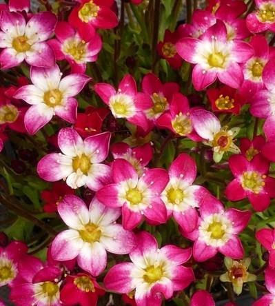 Kamnokreč Saxifraga x arendsii 'Marto Picotee Red'
