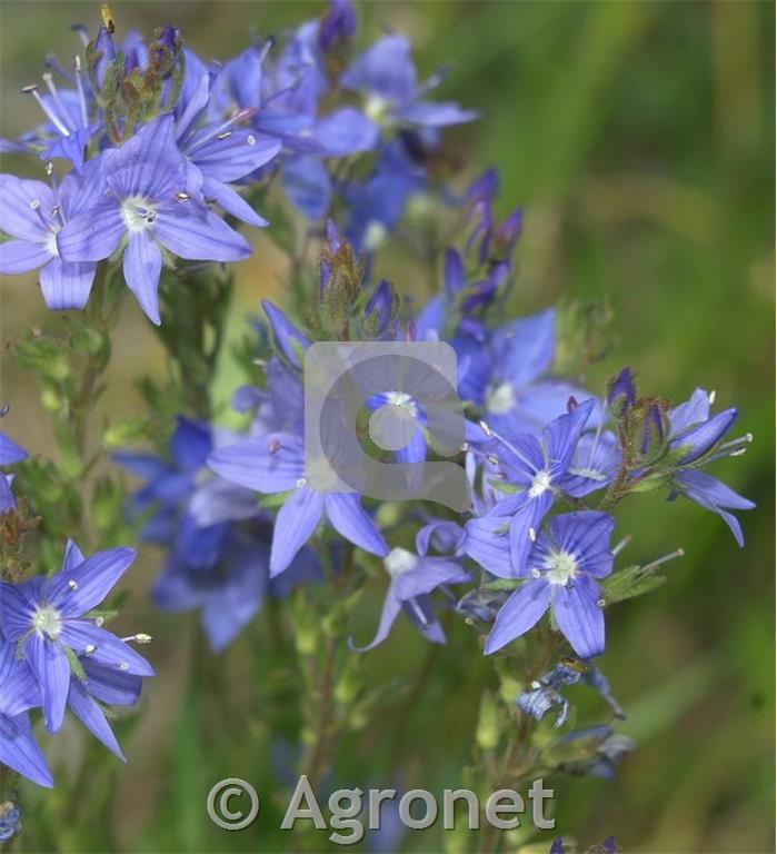 Veronika-veliki jetičnik Veronica austriaca 'Knallblau'