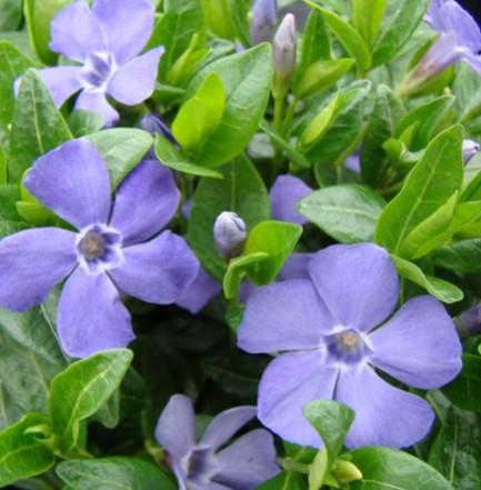 Navadni zimzelen Vinca minor 'Flower Power'