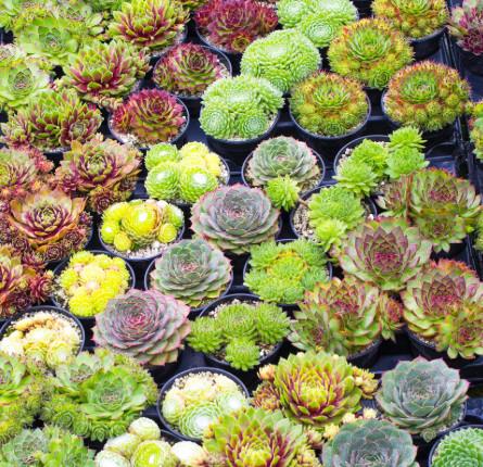 Sempervivum (netresk) v lončku premera 10,5 cm