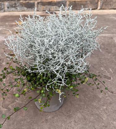 Calocephalus muechbergi ‘Duo’ trajnica