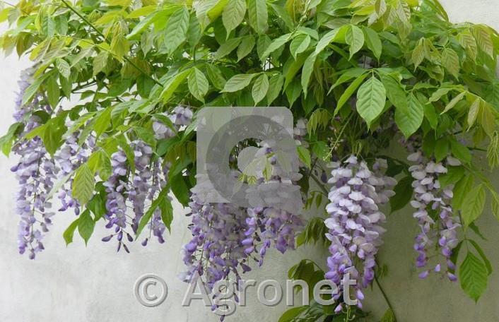 Wisteria sinensis - glicinija