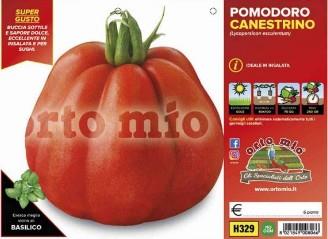 Paradižnik rebrasti Canestrino, 6 kos