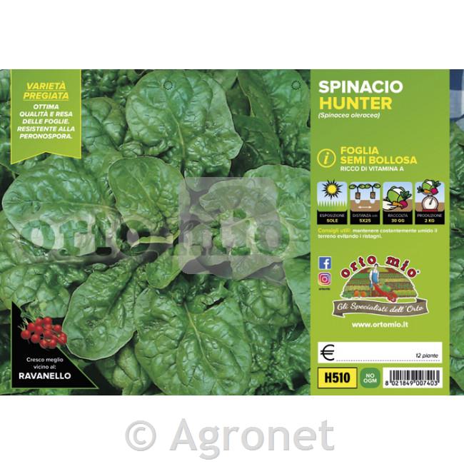 Špinača Ricciolo (Hunter) F1, 9 kos