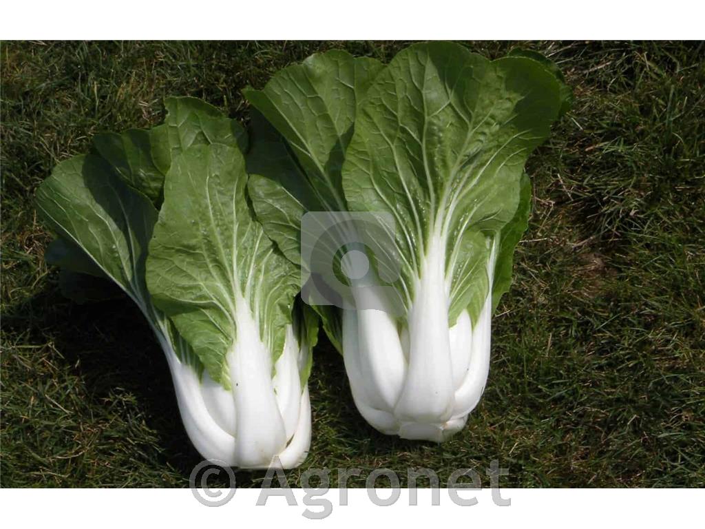 Pak choi Bopak F1, 9 kos
