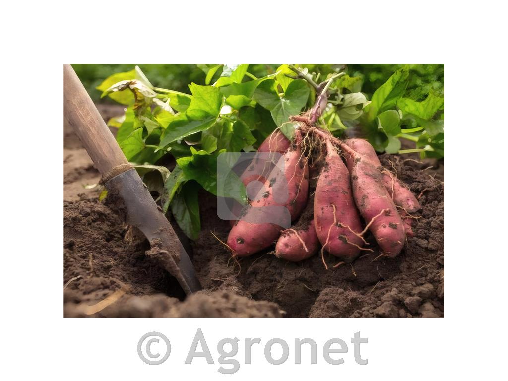 Sladki krompir, 1 kos