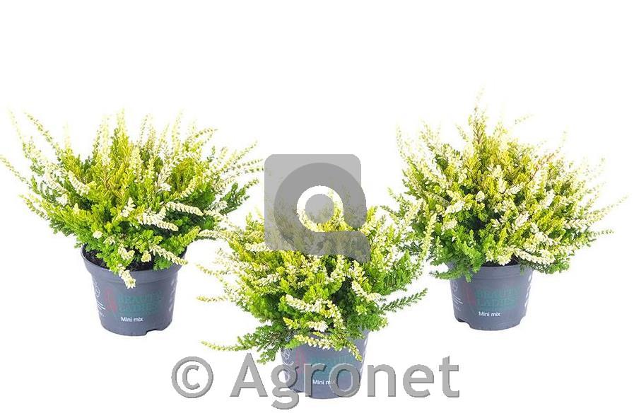 Calluna Beauty Ladies 6 rumena