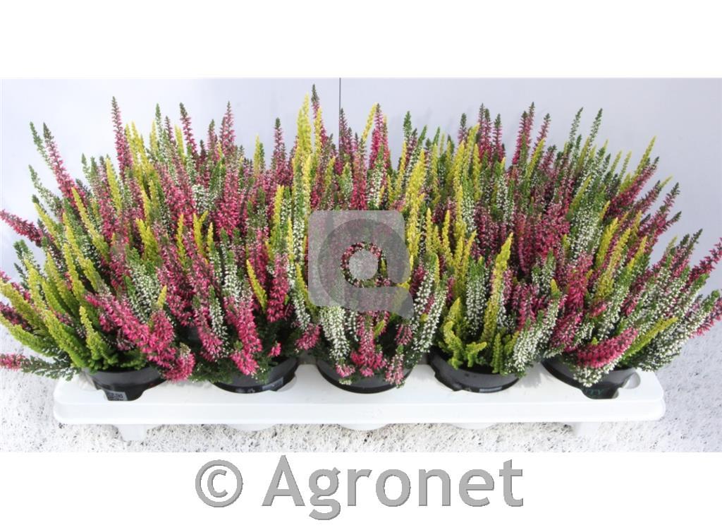 CALLUNA BEAUTY LADIES TRIO 12MIX