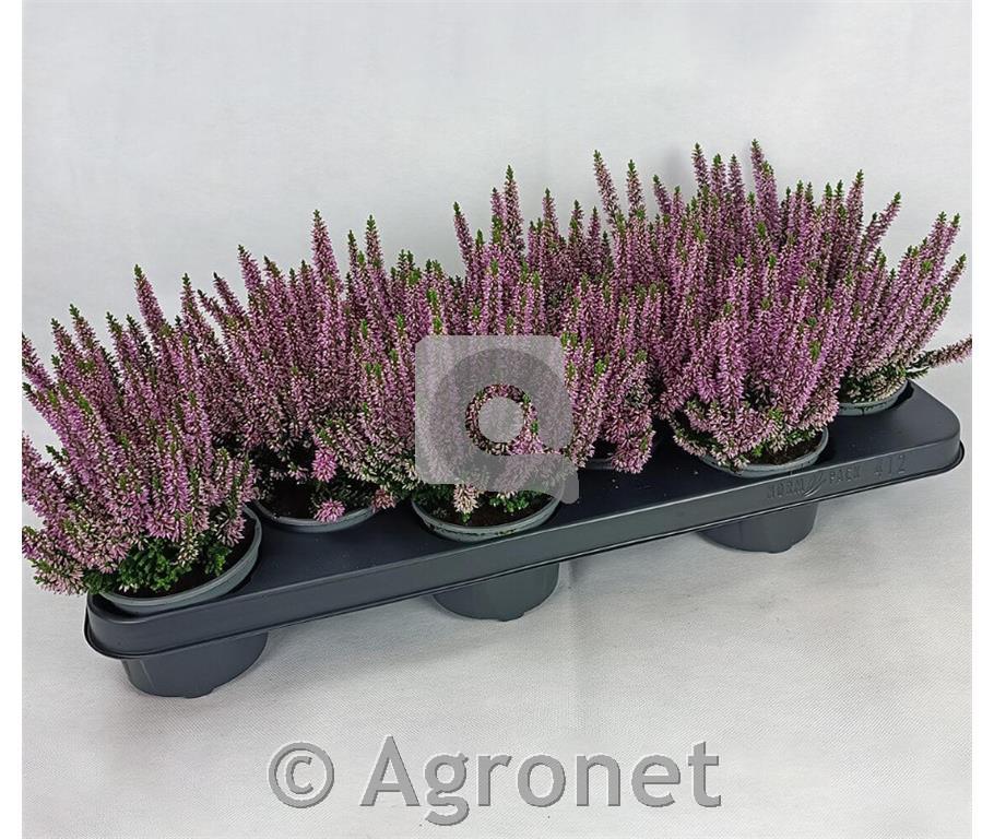 Calluna Beauty Ladies 9,5 lila