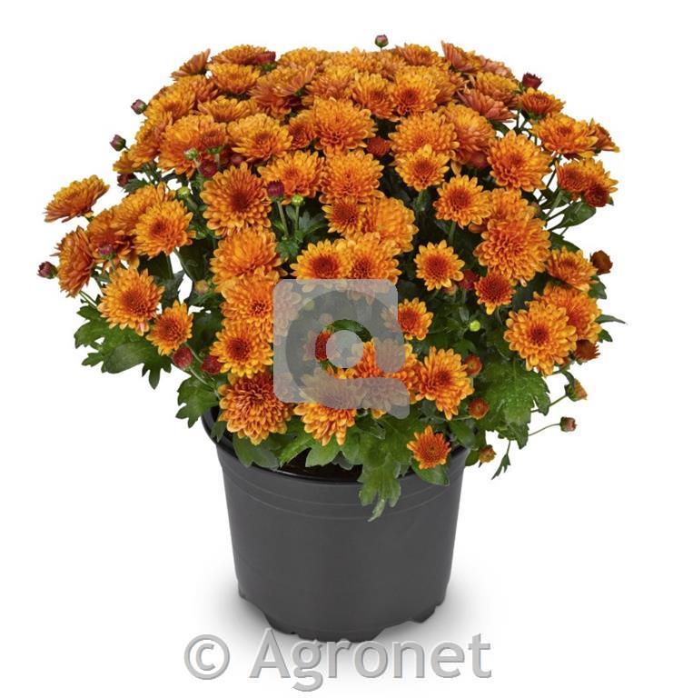 Krizantema fi23 MULTIFLORA