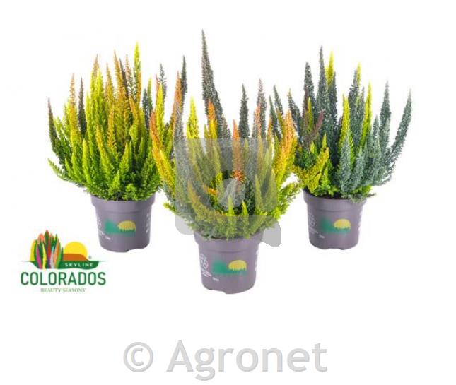 Calluna Beauty Ladies Skyline Trio 10,5