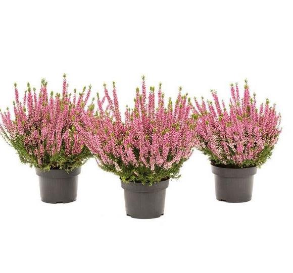 Calluna Beauty Ladies 9,5 pink