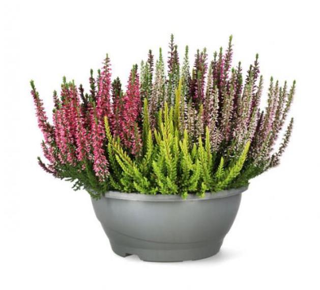 Calluna Beauty Ladies Mosaika 23