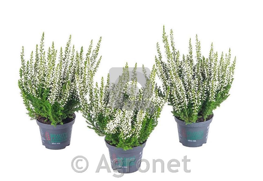 Calluna Beauty Ladies 6 bela