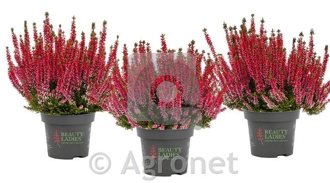 Calluna Beauty Ladies