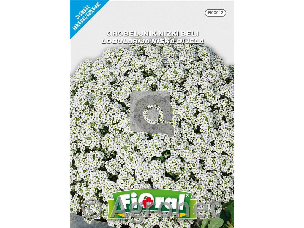 Grobeljnik (Alyssum maritima), 0,6 g
