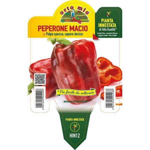 Paprika cepljena rdeča GAGIO F1, 1 kos