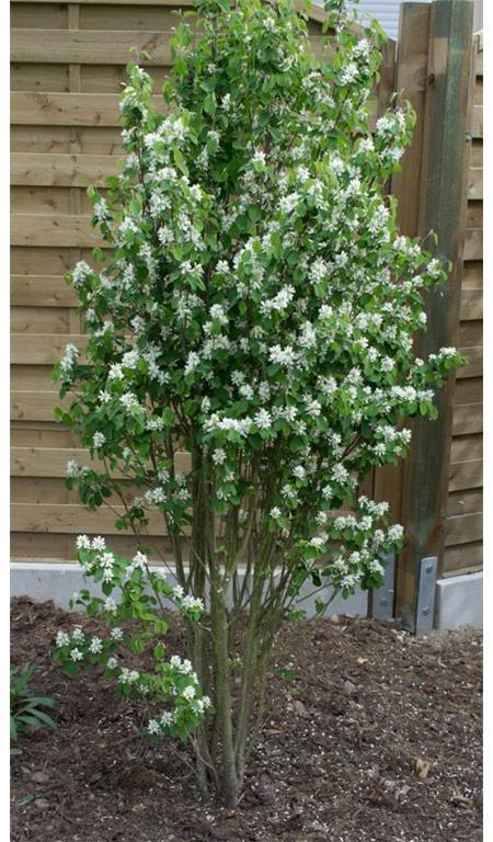 Šmarna hrušica Obelisk