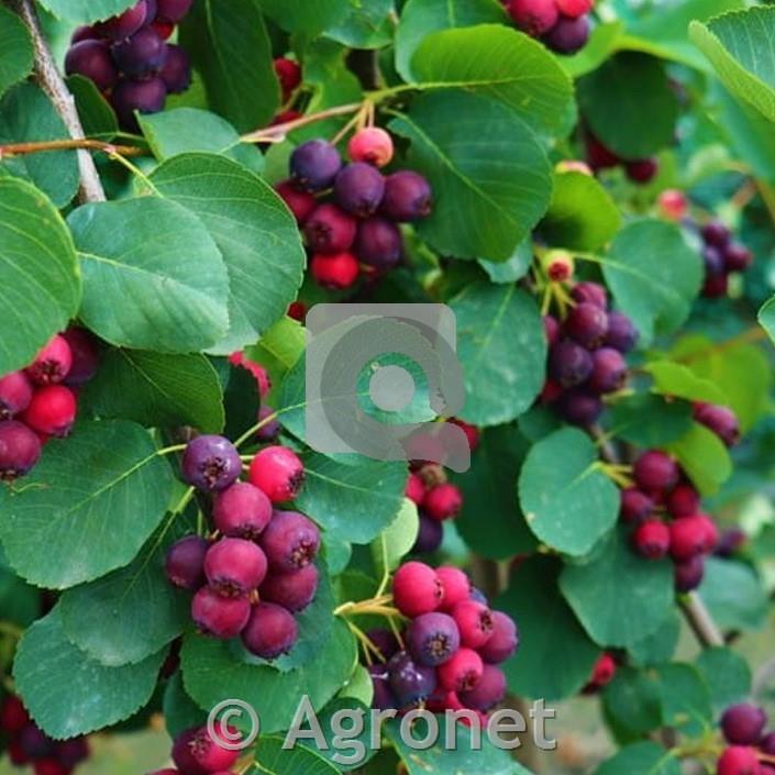 Šmarna hrušica Thiessen