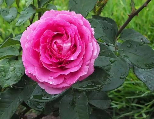Vrtnica floribunde Fraulein Maria