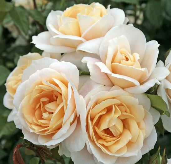 Vrtnica Lions Rose