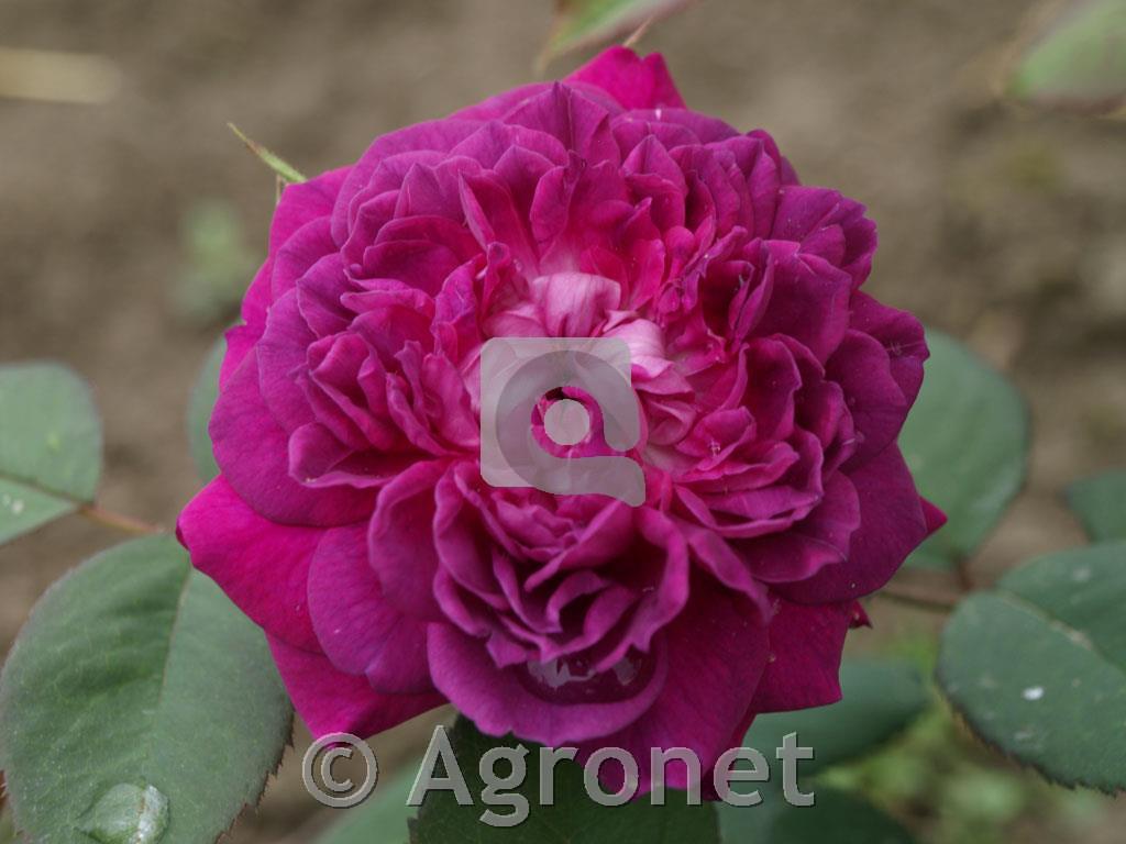 Vrtnica Reine des Violettes