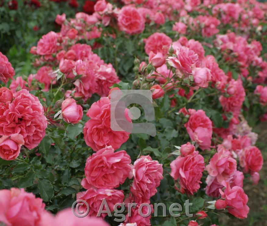 Stebelna vrtnica Rosarium Uetersen