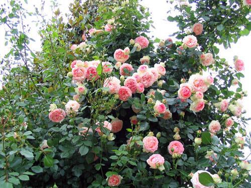 Stebelna vrtnica Eden Rose