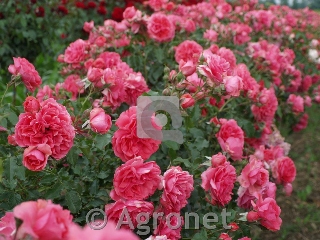 Stebelna vrtnica Rosarium Uetersen