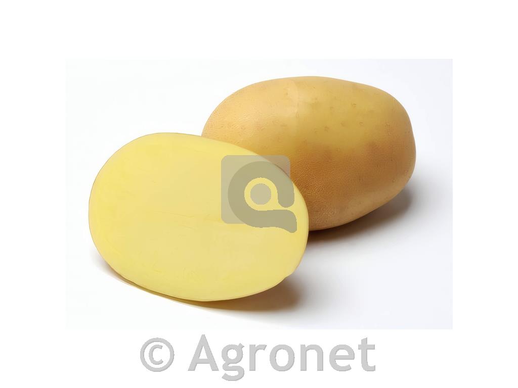 Krompir Jelly A 35/60 10 kg