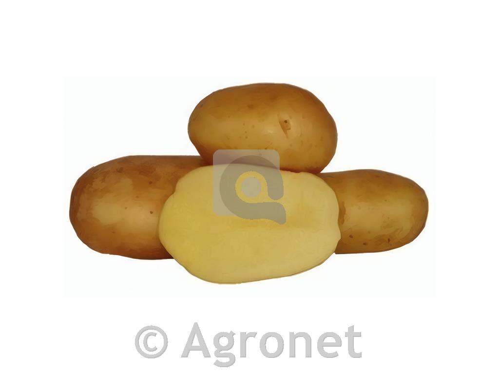 Krompir sorta Adora A 35/50 100 gomoljev