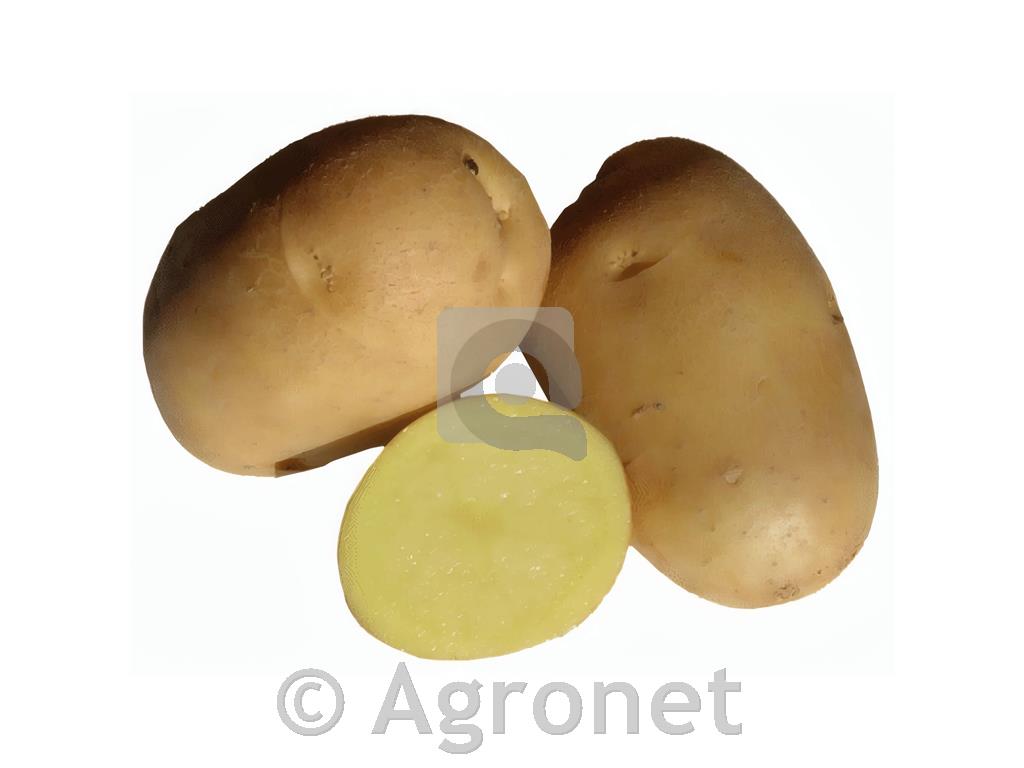 Krompir sorta Primura E 28/35 100 gomoljev