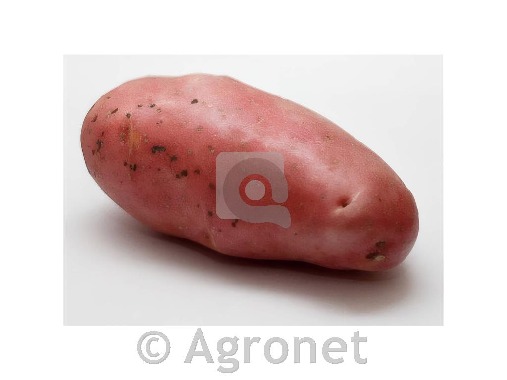 Krompir sorta Franceline (kifelčar) A 28/32 80 gomoljev