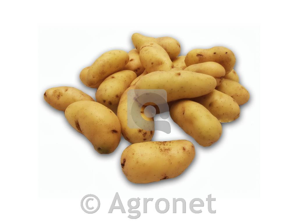 Krompir sorta Ratte 25/32 - 80 gomoljev