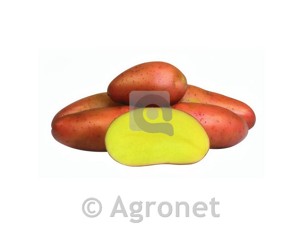 Krompir Red Fantasy A 35/55 25 kg