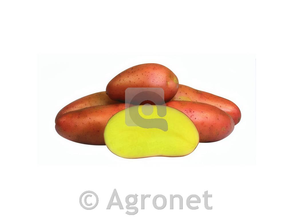 Krompir Red Fantasy A 35/55 10 kg