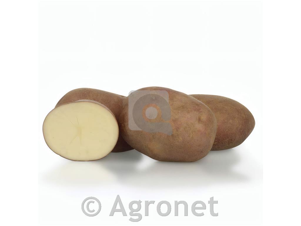 Krompir KIS Vipava E 35/55 5kg