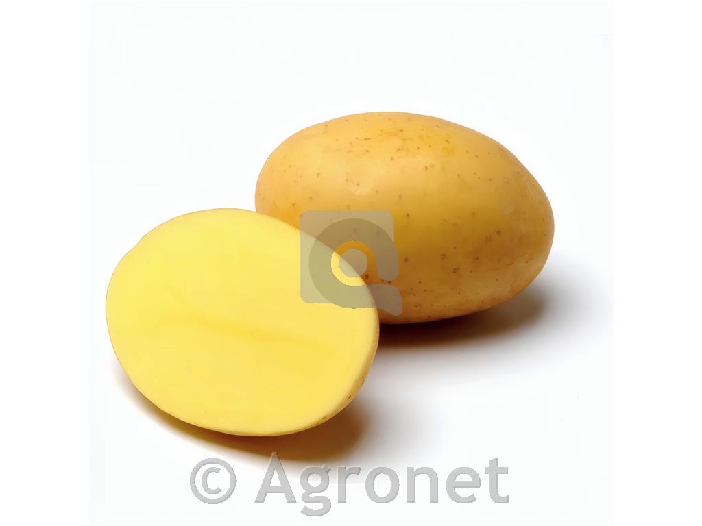 Krompirj Elfe 28/35 2,5 kg