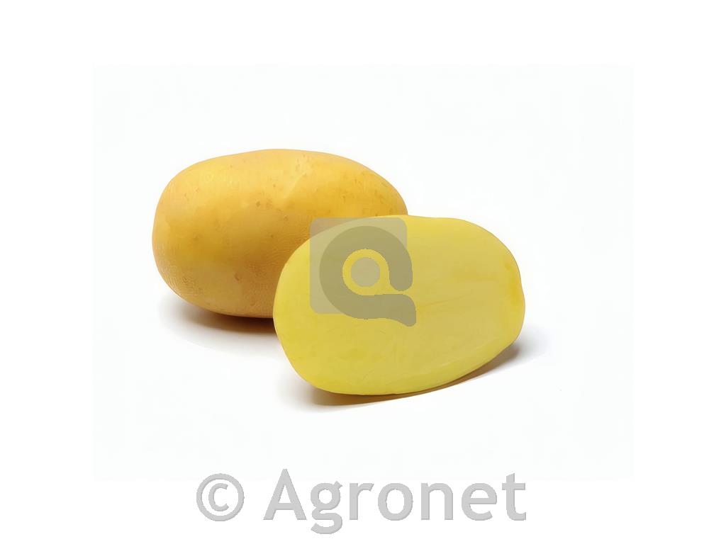 Krompir Agria E 35/55 25 kg